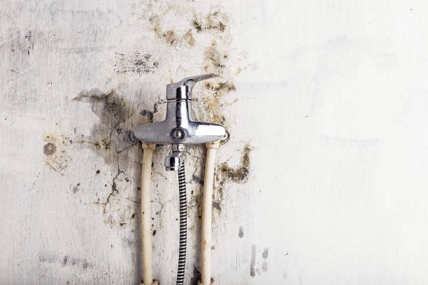 Best Mold Remediation  in Jekyll Island, GA