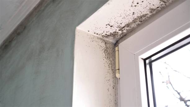 Best Certified Mold Removal  in Jekyll Island, GA