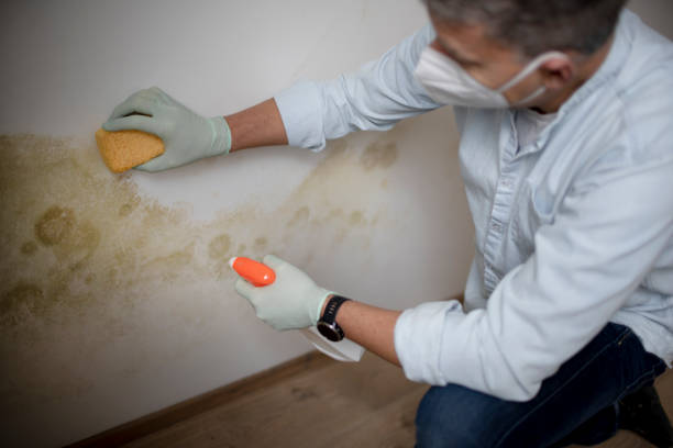 Best Commercial Mold Removal  in Jekyll Island, GA