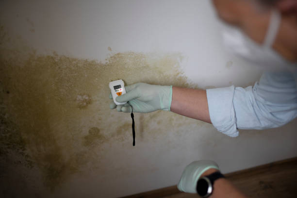 Best Mold Removal and Inspection  in Jekyll Island, GA