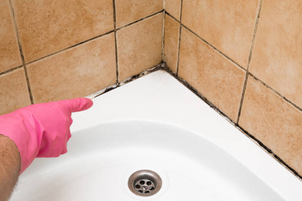 Best Commercial Mold Removal  in Jekyll Island, GA